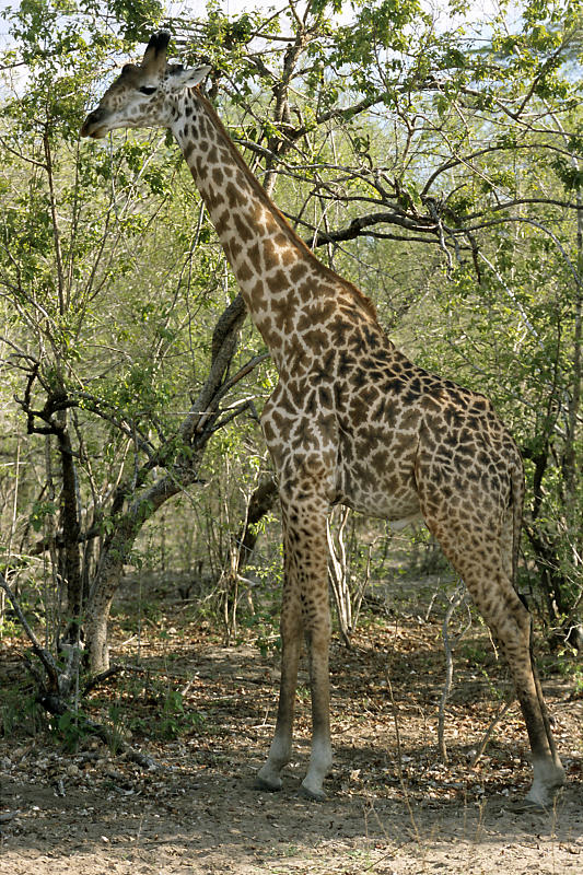 Massai-Giraffe