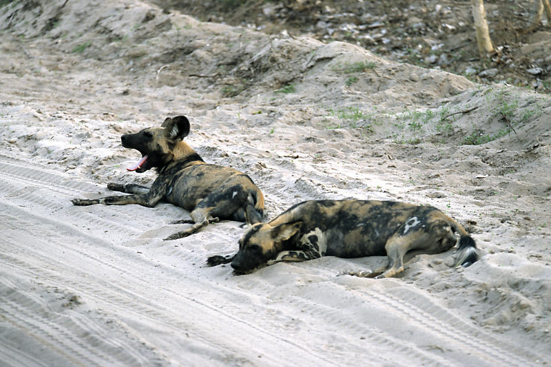 Wildhunde Wildhunde