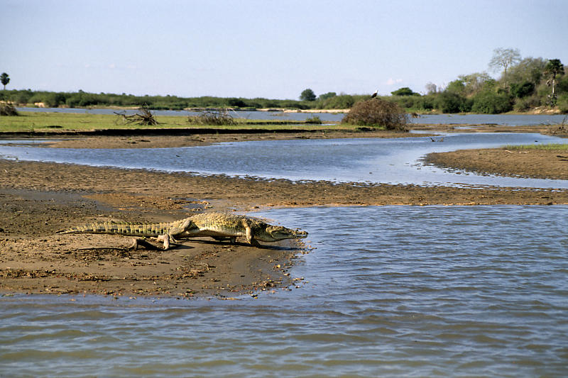 Krokodil und Seeadler Krokodil und Seeadler