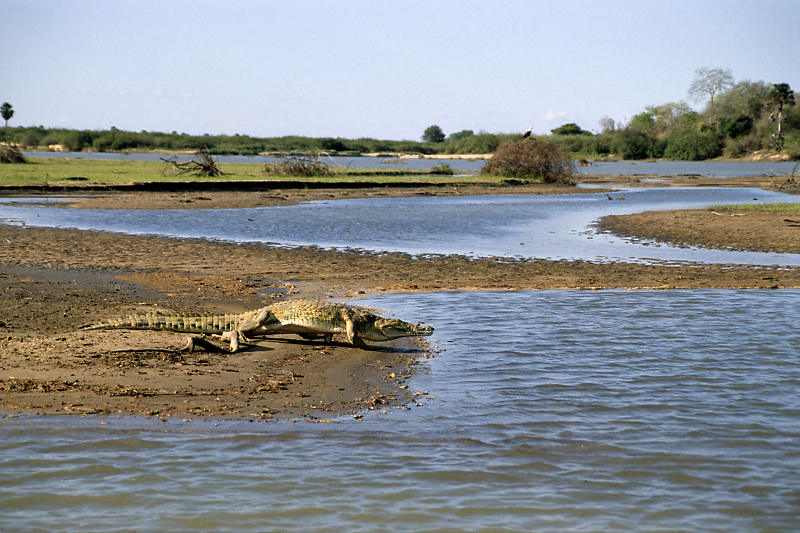 Krokodil und Seeadler