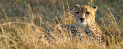 Masai Mara 2019