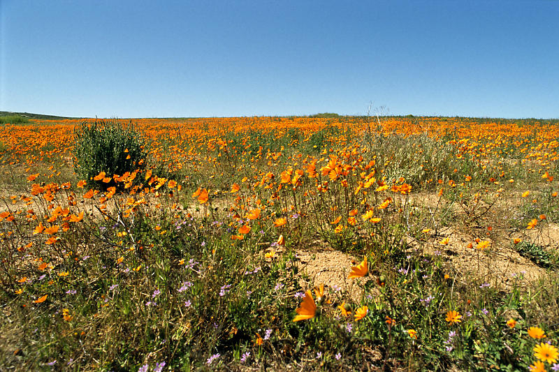 Namaqualand