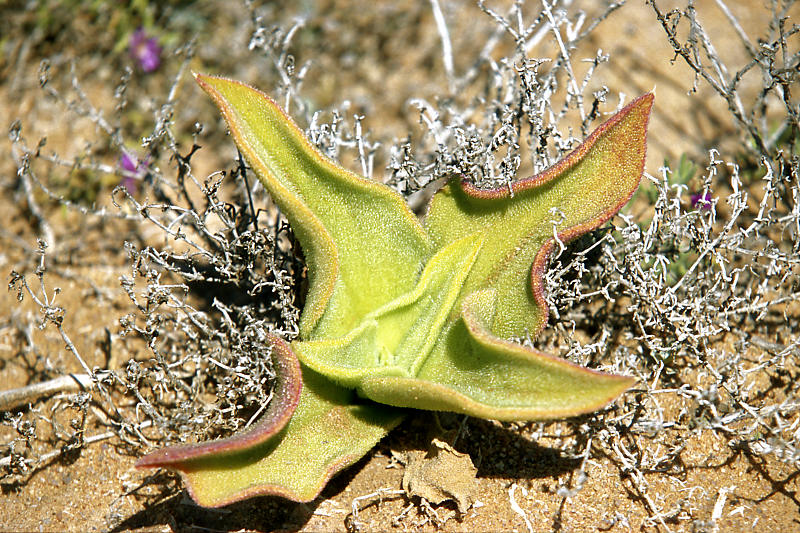 Namaqua National Park Namaqua National Park