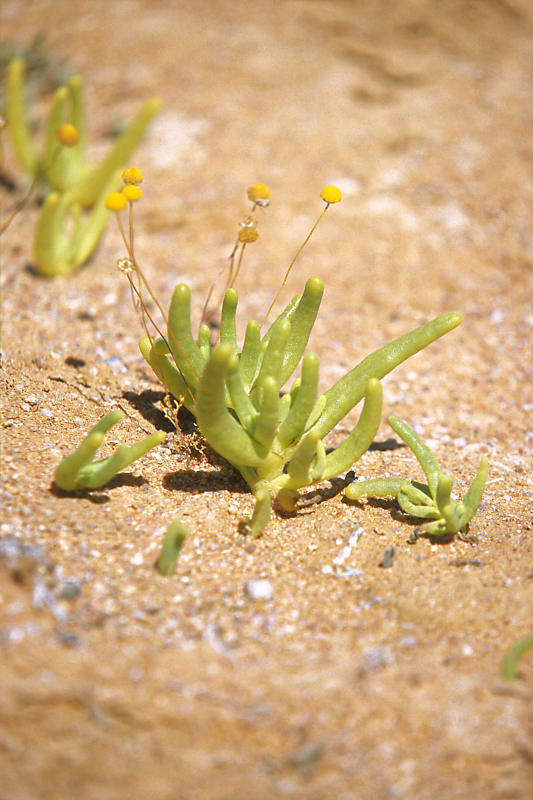 Namaqua National Park Namaqua National Park