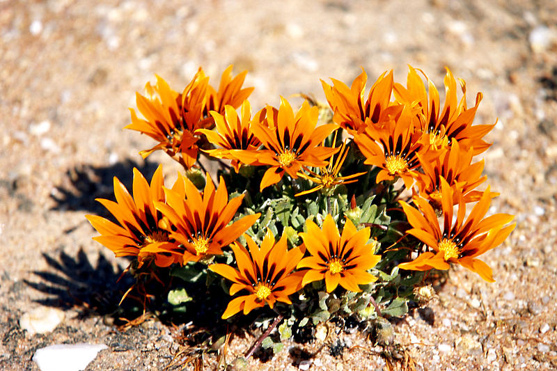 Namaqua National Park Namaqua National Park