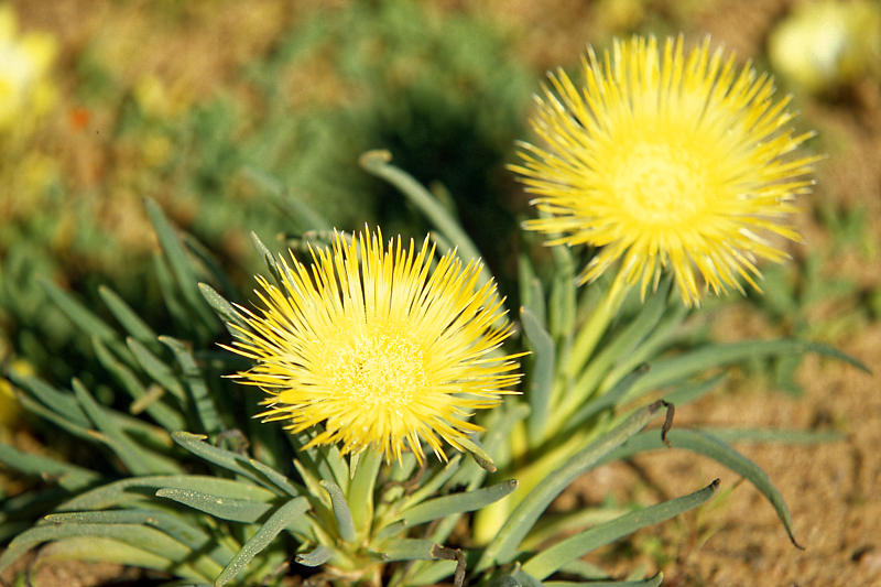 Namaqua National Park