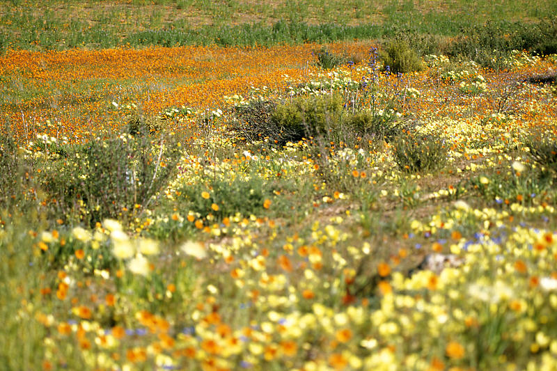 Skilpath im Namaqua National Park Skilpath im Namaqua National Park