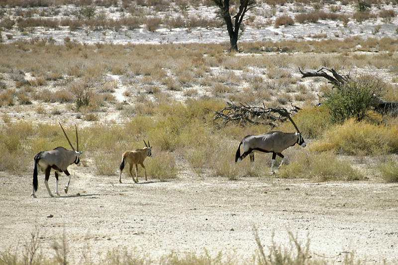 Oryxantilopen