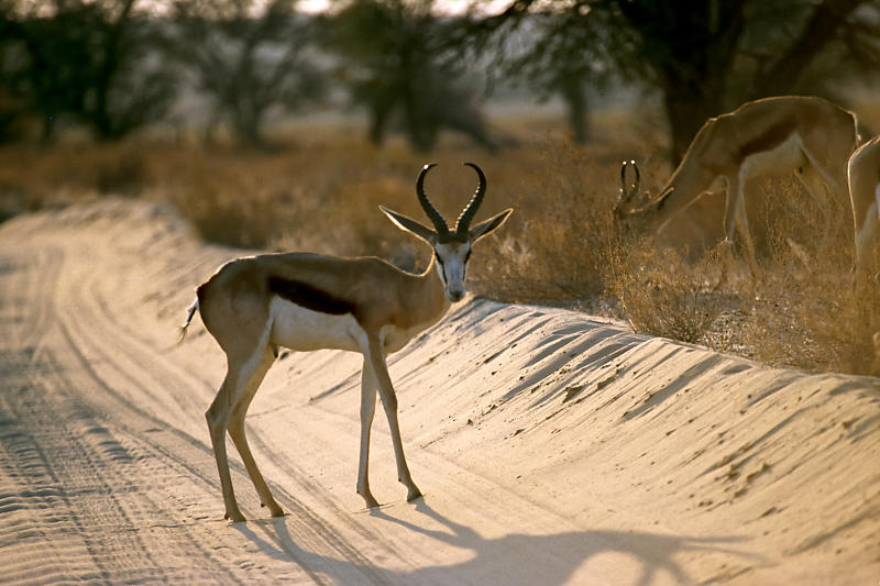 Springbok Springbok