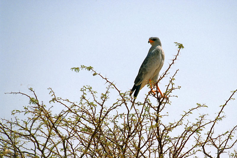 Greifvögel