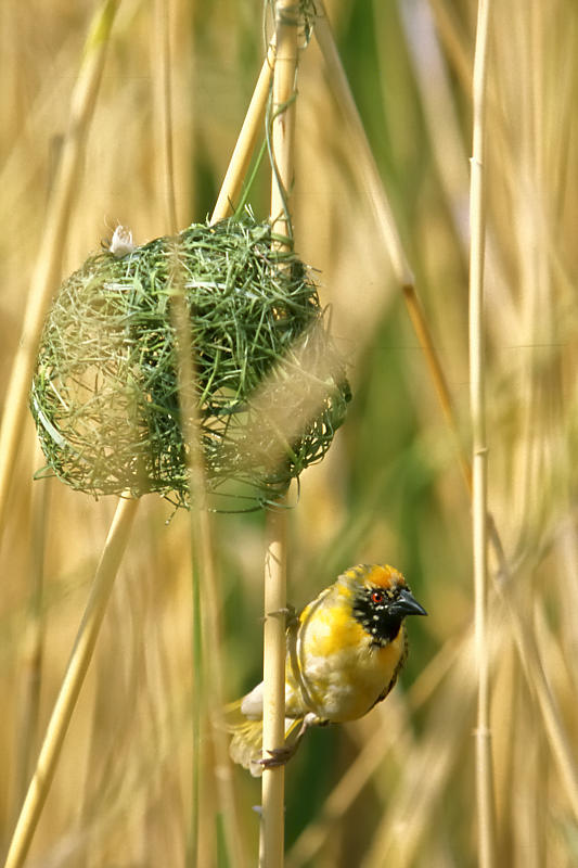 Webervogel Webervogel