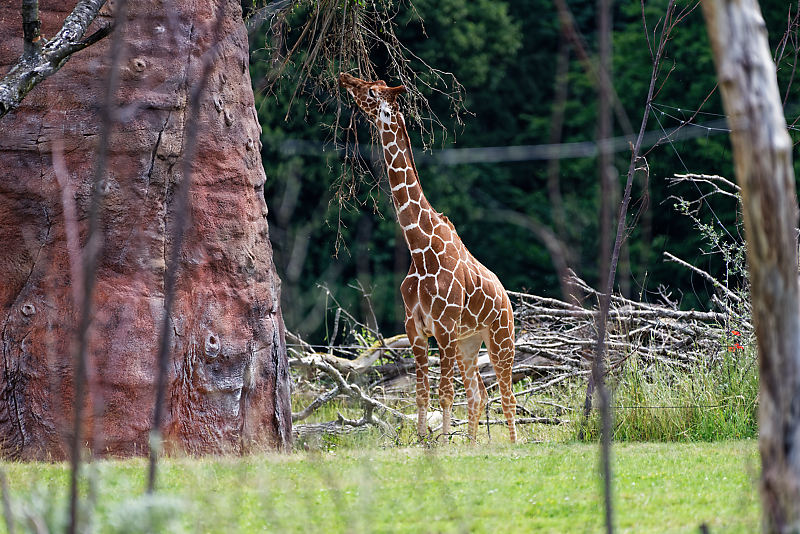 Giraffe in der Lewa Savanne