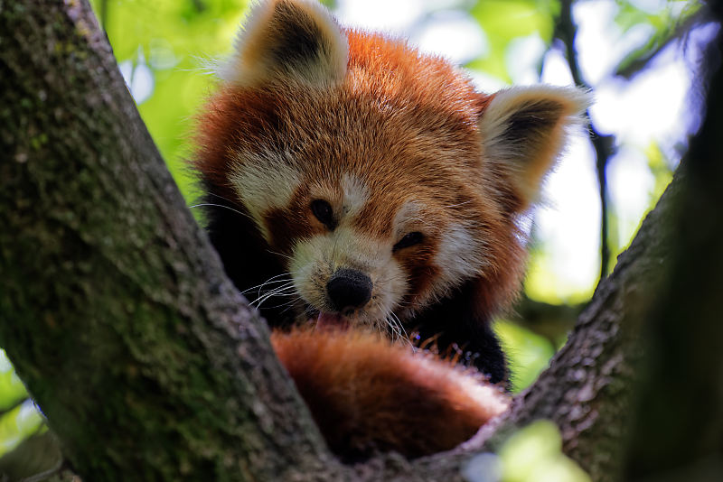 Kleiner Panda