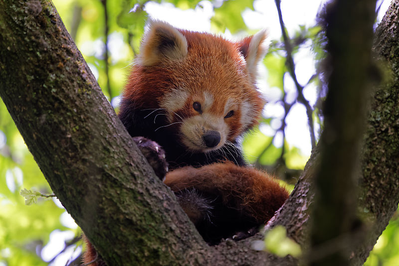 Kleiner Panda