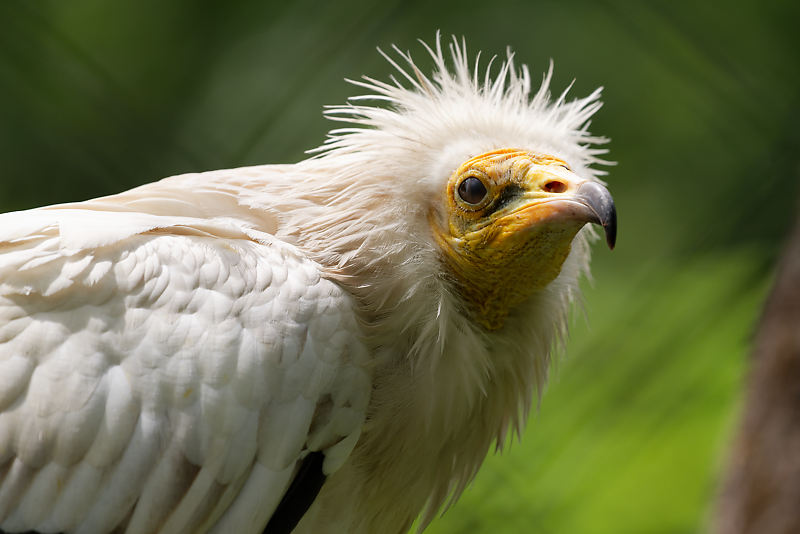 Schmutzgeier / Ägyptischer Geier Schmutzgeier / Ägyptischer Geier
